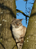 Tierretung - Katze auf Baum